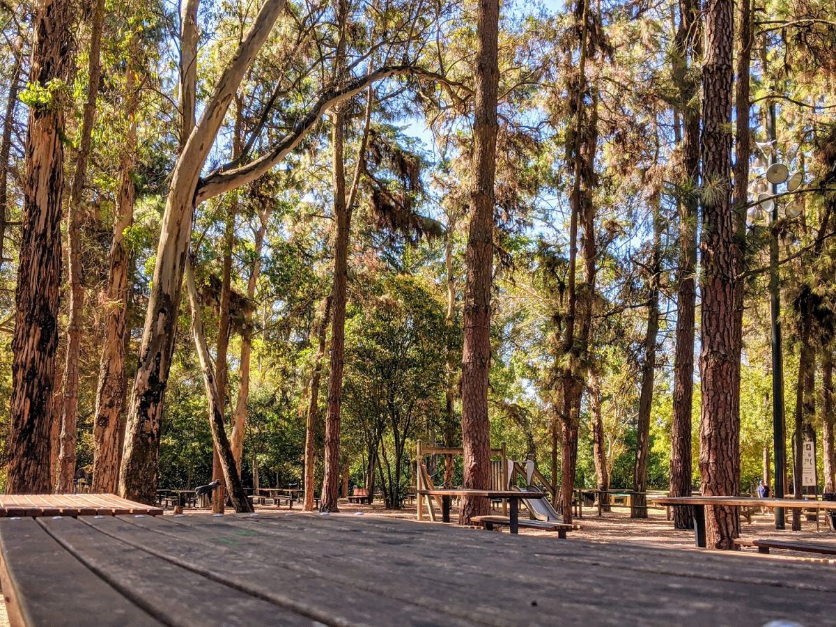 Verde sobre verde, uma obra prima da natureza. O Parque Florestal de Monsanto é uma prova de amor, um monumento à biodiversidade, o pulmão e o coração de Lisboa - Foto: Divulgação