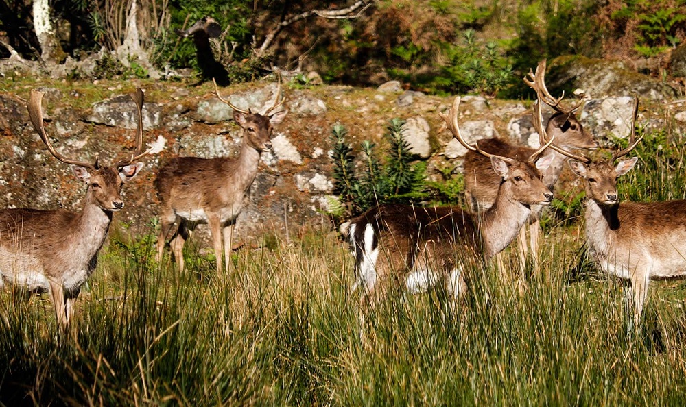 Animais em perfeita harmonia com a natureza - Foto: Divulgação