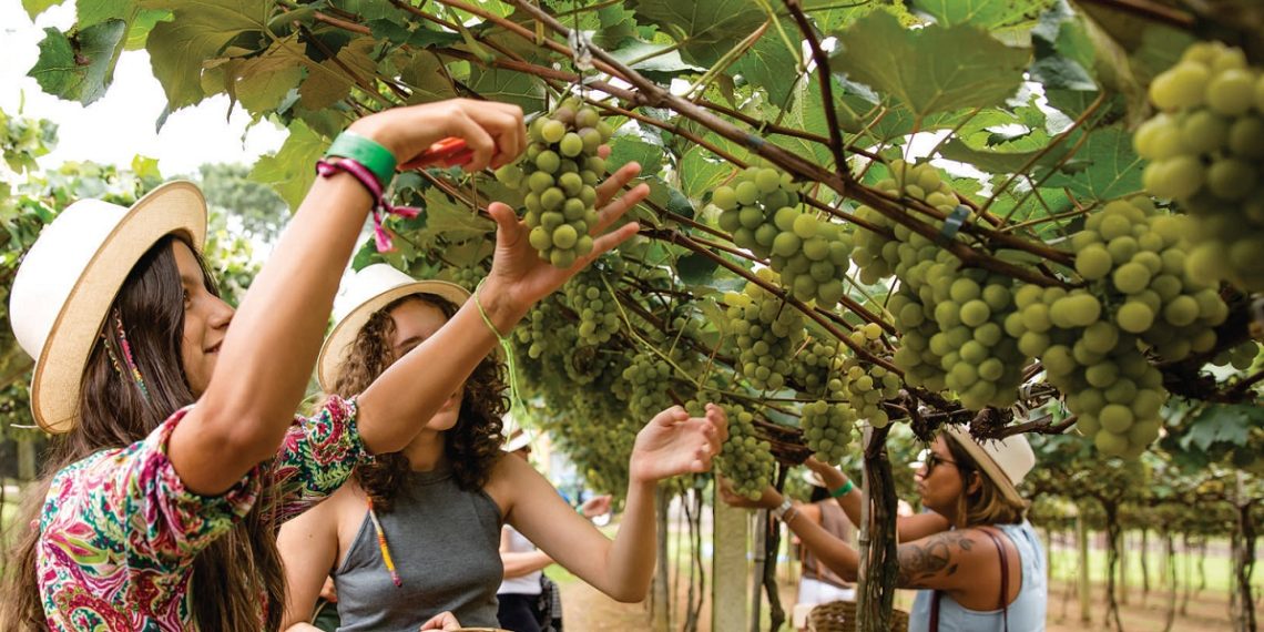 A Vindima Góes 2025 acontecerá de 25 de janeiro a 9 de fevereiro, oferecendo três experiências exclusivas que celebram a cultura do vinho - Foto: Divulgação