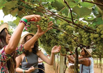 A Vindima Góes 2025 acontecerá de 25 de janeiro a 9 de fevereiro, oferecendo três experiências exclusivas que celebram a cultura do vinho - Foto: Divulgação