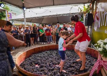 Revivendo o antigo hábito dos primeiros imigrantes para dar início à produção do vinho - Foto: Augusto Tomasi
