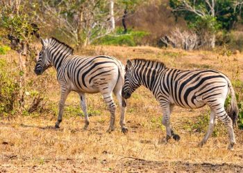 Os Parques Nacionais da Quiçama, Mavinga e Luengue-Luiana são ideais para quem busca este tipo de atração - Foto: Divulgação