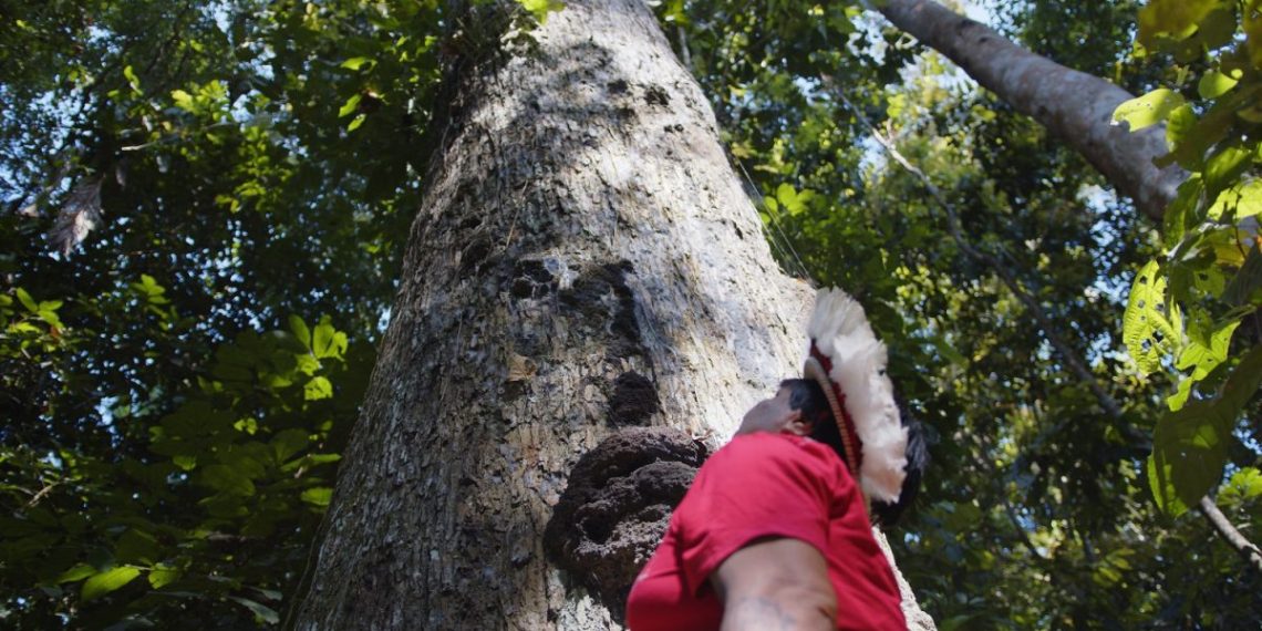 Mopiri Suruí, da Aldeia Joaquim, na Terra Indígena Sete de Setembro, em Rondônia - Doto: Divulgação