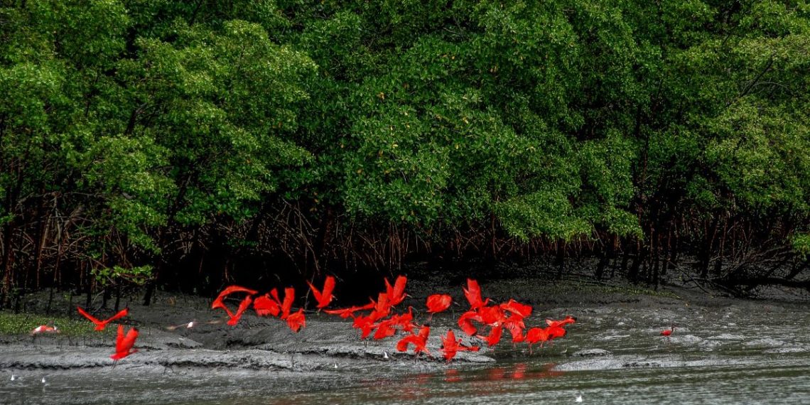 A natureza punjante do Pará irá está entre os atrativos que jornalistas e comunicadores irão percorrer na programação elaborada pela federação nacional – Foto: João Ramid