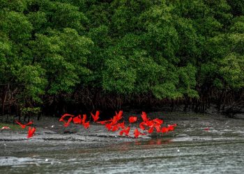 A natureza punjante do Pará irá está entre os atrativos que jornalistas e comunicadores irão percorrer na programação elaborada pela federação nacional – Foto: João Ramid