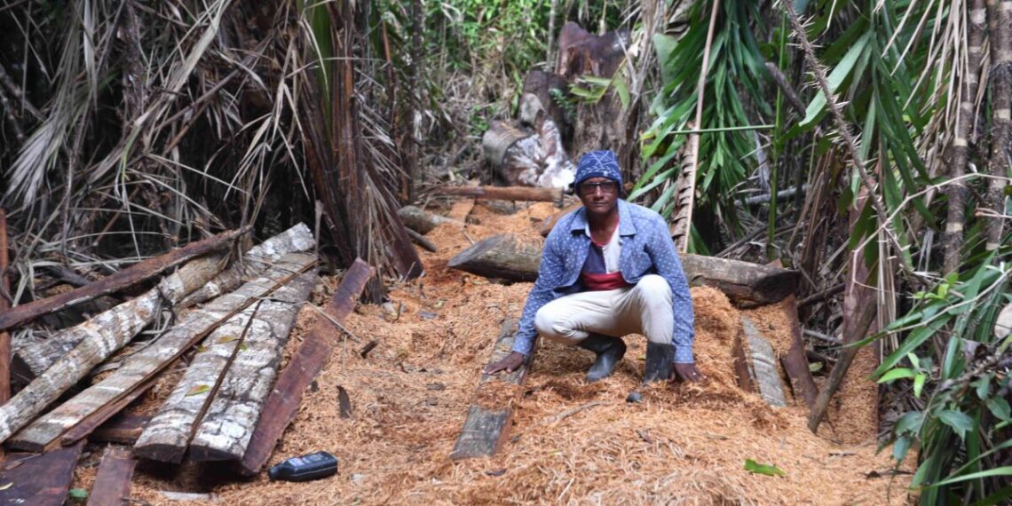 A região conhecida como Terras de Timbotuba, localizada no município de Alcântara (MA) enfrenta uma escalada de crimes ambientais que ameaça desde a fauna e flora locais até o equilíbrio dos recursos hídricos da área. Atos como extração ilegal de madeira, produção de carvão, caça predatória e desmatamentos vêm dizimando espécies nativas e acelerando a degradação ecológica, conforme denunciam os líderes comunitários da região, que exigem uma ação rápida para conter a devastação. Essas terras pertencem à agência marítima Shipping Protection, que adquiriu a propriedade em 2023 com o objetivo de convertê-la em uma Reserva Particular do Patrimônio Natural (RPPN), ato que poderia barrar os crimes ambientais em curso. O processo de criação junto ao ICMBio está em análise e aguarda a oficialização do órgão. Para o líder comunitário Osmar Mendes, Presidente da Associação de Novo Belém, a criação da reserva é mais que urgente: “O maior crime ambiental na nossa região é a não criação ou a demora na oficialização da RPPN da Shipping Protection. Nossa comunidade, que assiste sem poder fazer nada aos crimes ambientais que acontecem aqui, é favorável à criação dessa Reserva, para garantir o futuro dessa floresta, sua fauna e flora” disse Osmar. A Secretária da Associação de Novo Belém, Fátima Sampaio, lembra que a preservação da área é um ato que vai garantir uma vida melhor para as próximas gerações de moradores da região: “É muito importante a criação dessa Reserva da Shipping Protection, para garantir a preservação da nossa fauna e flora e mais que isso, manter essa floresta em pé para as próximas gerações” defende ela. Legenda: Osmar Mendes, Presidente da Associação de Novo Belém em Alcântara, pede urgência na criação da RPPN Shipping Protection e mostra como a região sofre com desmatamento ilegal e outros crimes ambientais - Foto: Divulgação