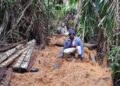 A região conhecida como Terras de Timbotuba, localizada no município de Alcântara (MA) enfrenta uma escalada de crimes ambientais que ameaça desde a fauna e flora locais até o equilíbrio dos recursos hídricos da área. Atos como extração ilegal de madeira, produção de carvão, caça predatória e desmatamentos vêm dizimando espécies nativas e acelerando a degradação ecológica, conforme denunciam os líderes comunitários da região, que exigem uma ação rápida para conter a devastação. Essas terras pertencem à agência marítima Shipping Protection, que adquiriu a propriedade em 2023 com o objetivo de convertê-la em uma Reserva Particular do Patrimônio Natural (RPPN), ato que poderia barrar os crimes ambientais em curso. O processo de criação junto ao ICMBio está em análise e aguarda a oficialização do órgão.  Para o líder comunitário Osmar Mendes, Presidente da Associação de Novo Belém, a criação da reserva é mais que urgente: “O maior crime ambiental na nossa região é a não criação ou a demora na oficialização da RPPN da Shipping Protection. Nossa comunidade, que assiste sem poder fazer nada aos crimes ambientais que acontecem aqui, é favorável à criação dessa Reserva, para garantir o futuro dessa floresta, sua fauna e flora” disse Osmar.  A Secretária da Associação de Novo Belém, Fátima Sampaio, lembra que a preservação da área é um ato que vai garantir uma vida melhor para as próximas gerações de moradores da região: “É muito importante a criação dessa Reserva da Shipping Protection, para garantir a preservação da nossa fauna e flora e mais que isso, manter essa floresta em pé para as próximas gerações” defende ela. Legenda: Osmar Mendes, Presidente da Associação de Novo Belém em Alcântara, pede urgência na criação da RPPN Shipping Protection e mostra como a região sofre com desmatamento ilegal e outros crimes ambientais - Foto: Divulgação