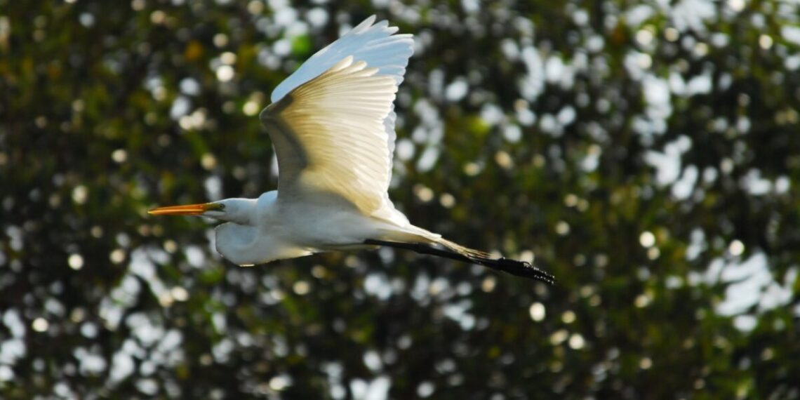Onde há rios e lagos, as garças sempre estão presentes - Foto: Setur Tocantins