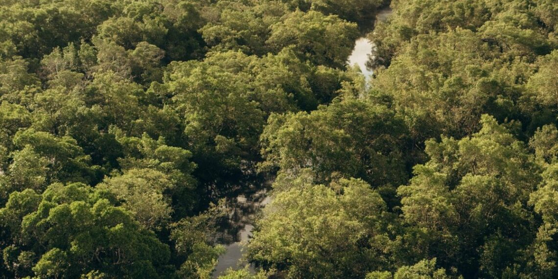 No lado maranhense do delta, trajeto pelos igarapés é feito em embarcações menores em meio à vegetação densa e preservada - Foto: Samuel Teixs