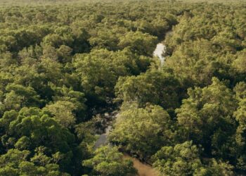 No lado maranhense do delta, trajeto pelos igarapés é feito em embarcações menores em meio à vegetação densa e preservada - Foto: Samuel Teixs