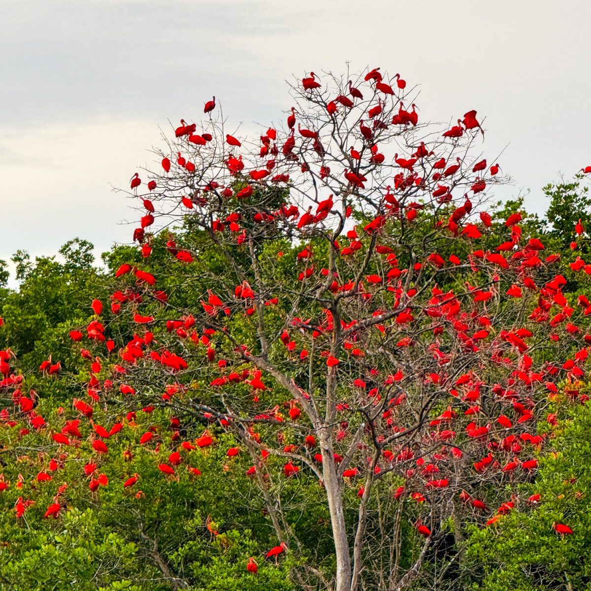 Revoada dos guarás é um dos momentos mais aguardados do entardecer no Delta do Parnaíba - Foto: Doriva Olliver