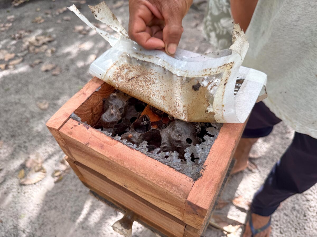 Morador compartilha o processo de criação de abelhas e produção de mel com os visitantes - Foto: Arquivo pessoal