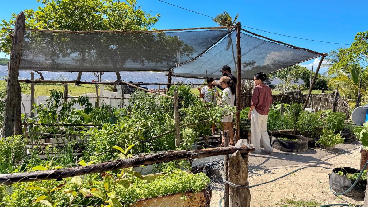 Nos quintais produtivos, os visitantes conhecem de perto as práticas ecológicas que abastecem a comunidade do Bar da Hora - Foto: Weslley Alexandre