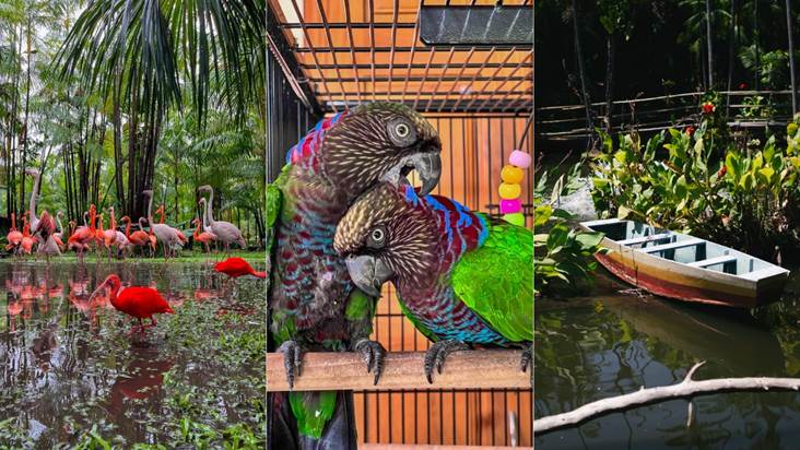 Com aulas de campo guiadas por biólogos, aviário de imersão e atividades voltadas para escolas, a Reserva do Congo faz da educação ambiental o ponto de partida para apresentar a biodiversidade e incentivar a conservação da natureza - Foto: Divulgação