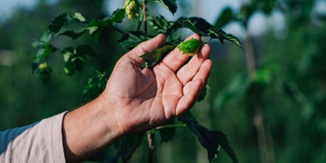 Projeto de pesquisa da companhia reforça o potencial do cultivo nacional e impulsiona a inovação na cadeia cervejeira - Foto: Divulgação