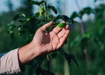 Projeto de pesquisa da companhia reforça o potencial do cultivo nacional e impulsiona a inovação na cadeia cervejeira - Foto: Divulgação