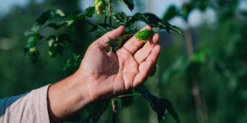 Projeto de pesquisa da companhia reforça o potencial do cultivo nacional e impulsiona a inovação na cadeia cervejeira - Foto: Divulgação