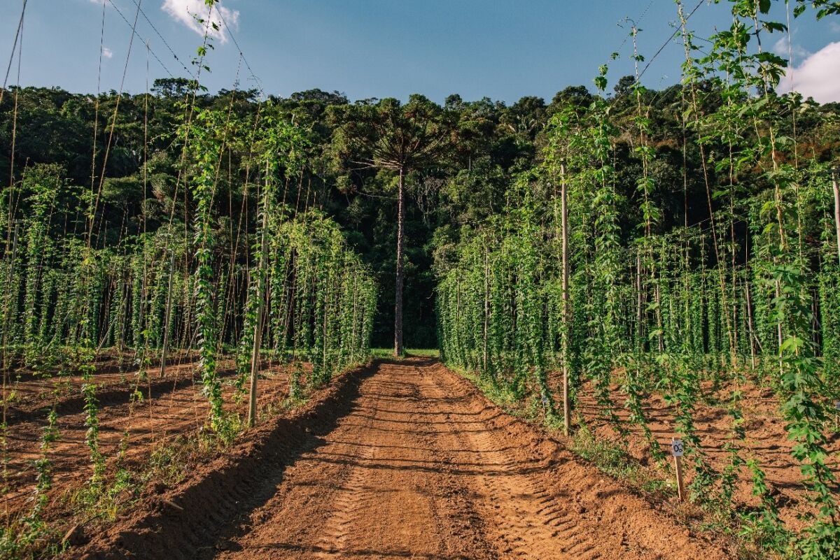 Investimentos em inovação para fortalecer o cultivo nacional - Foto: Divulgação