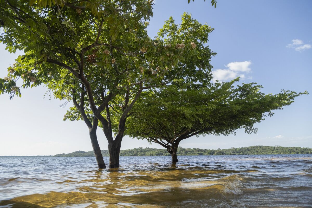 Árvores nas águas da praia formam um cenário raro, onde o lago e a floresta se encontram em Juruti Velho – Foto: João Ramid