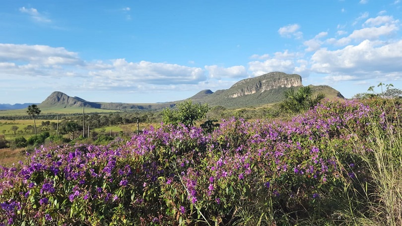 Na região da Chapada dos Veadeiros, diversidade de flora e fauna chama a atenção – Foto: Seleucia Fontes